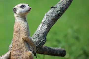 meerkat suricata suricatta