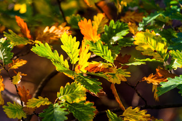Lichtdurchflutete Eichenblätter im Herbst