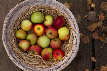 Apples in a white wicker basket. Autumn garden.