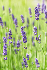 Lavender flower head close up. Bright green natural background. 