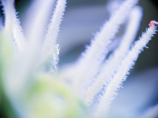 marijuana blossom cluster with trichomes