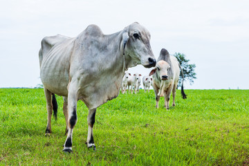 Fototapeta premium Cattle herd eating green grass with a closeup on the first of them