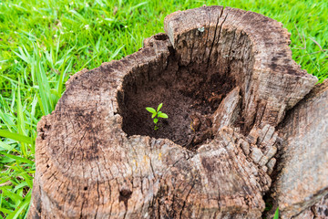 Small tree sproud growing in the middle of an old trunk. Life beggining again