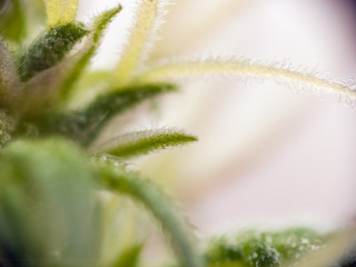 marijuana blossom cluster with trichomes
