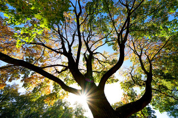 Sonne strahlt durch Baum