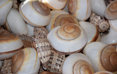 Meeresschnecken © Fotolyse