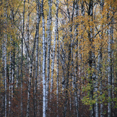 Russian forest in fall