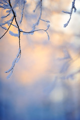 Snow covered tree branches in shadow. Background lit by the low angle winter sun. Selective focus and shallow depth of field.