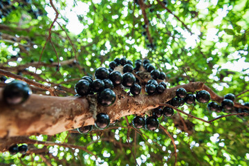 Branch of a brazilian tree 
