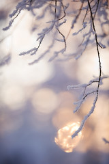 Snow covered tree branches in shadow. Background lit by the low angle winter sun. Selective focus and shallow depth of field.