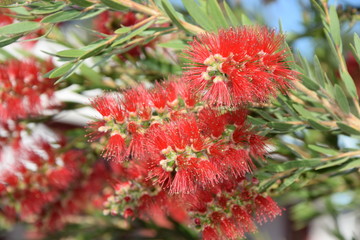 Callistemon viminalis