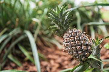 Detail of the tropical fruit pineapple growing in the middle of a plantation