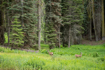 Deer in a meadow in Sequoia National Park, California