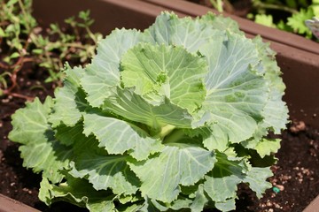 Fototapeta premium New Cabbage Plant