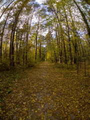 road in woods while spring to autumn transition with beautiful orange and red tones