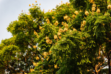 Fototapeta na wymiar Detail of caesalpinia pluviosa ffilled with yellow flowers (Sibipiruna in Brazil)