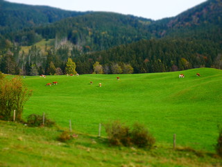 Tilt shift image of autumn landscape with meadow and cows