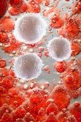 Red White Blood Cells