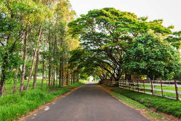 Road with side trees with a forward perspective