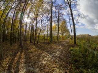 road in woods while spring to autumn transition with beautiful orange and red tones