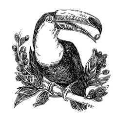 Toucan sits on branch of coffee tree and holds a coffee bean in its beak. Sketch. Engraving style. Vector illustration.
