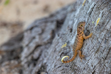 Eidechse Ringelschwanzechse echse