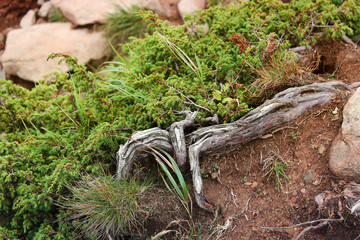 Plant. Tree root