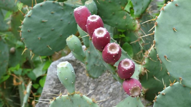 Crop of the edible fruits of the prickly pear cactus (opuntia). This cactus is grown to produce carmine dye and as feed for livestock.