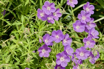 Fototapeta premium Purple Blossoms in the roadside