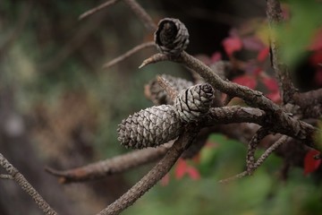 Fototapeta premium Pine cones with colorful background 