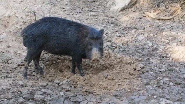 Black peccary looking at the camera in French Guiana