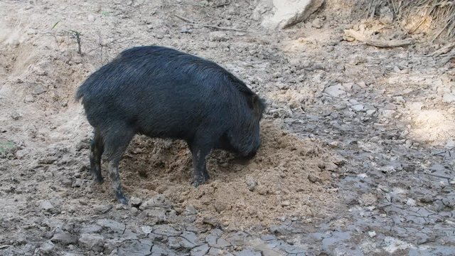 Black peccary digging dirt in French Guiana