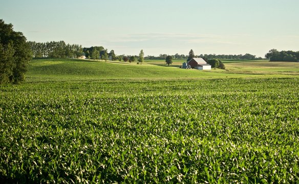 Minnesota Farm Corn scape