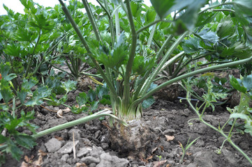 Organic soil grows celery
