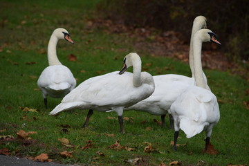 Family of swans