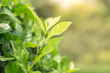 Closeup of green leaf on blurred background in garden with copy space using as background,fresh wallpaper concept.