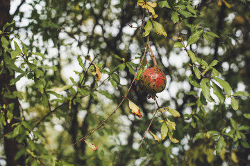 The red wild pomergranates which are hanging down from a tree branch