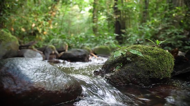 Slow motion river flowing in amazonian forest Saul French Guiana. 
