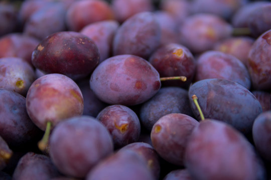 detail of damson plums