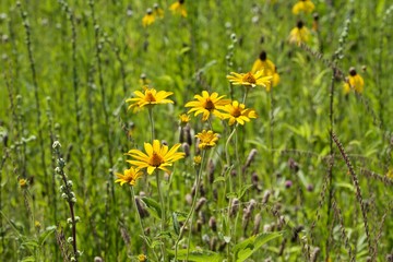 Yellow flowers in the meadow
