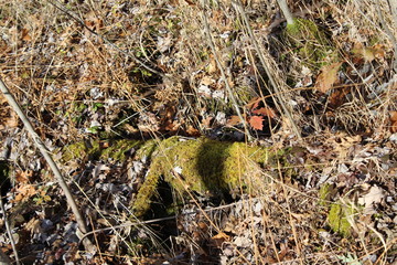 mossy log