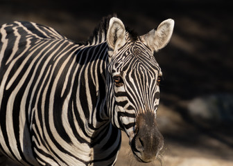 Fototapeta na wymiar zebra an der wasserstelle 