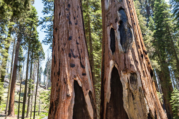 Fototapeta na wymiar Fire-scared trunks of giant sequoias in Sequoia National Park, California
