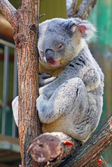 A koala sleeping on a eucalyptus gum tree in Australia