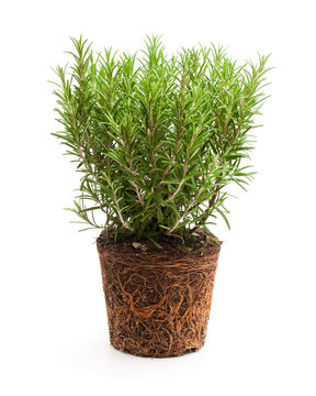Rosemary plant with roots isolated on white background