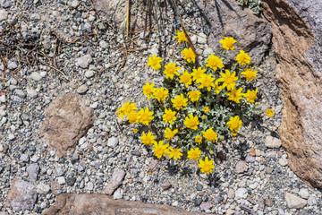 Yellow flowers , ground-clinging vegetaion, in the alipine zone on Mammoth Mountain, California