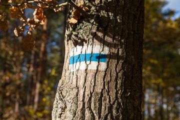 jesień w lesie szlak znak na drzewie - obrazy, fototapety, plakaty