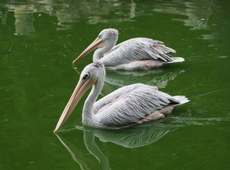 Rötelpelikane - Afrika