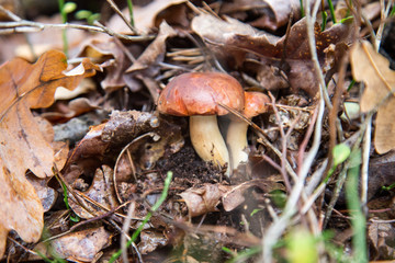 jesień w lesie grzyby