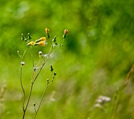 Tender blossoms and fluffy seeds